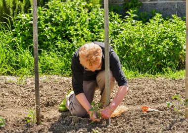 Veliler sebze bahçesinde kurulması