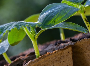 Genç filizlenmenin yakın çekimi