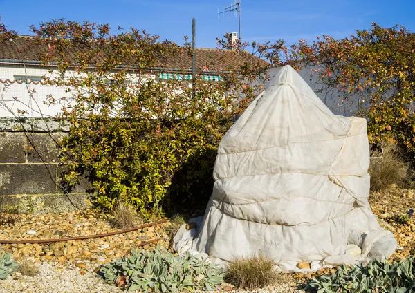 Bitkilerin kış için korunması