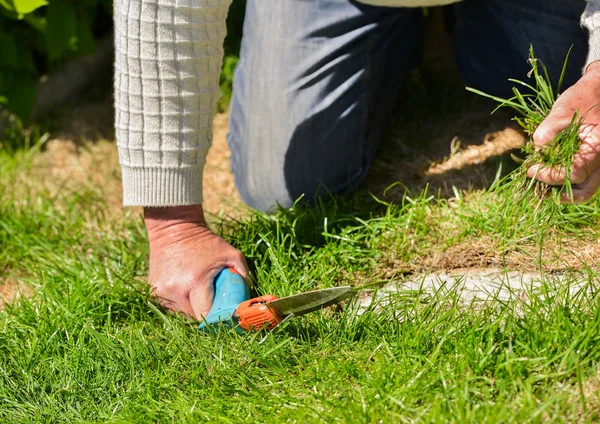 Senior cutting grass with shears — Stock Photo, Image