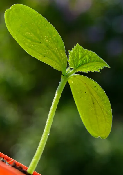 Closeup of young sprout — Stock Photo, Image