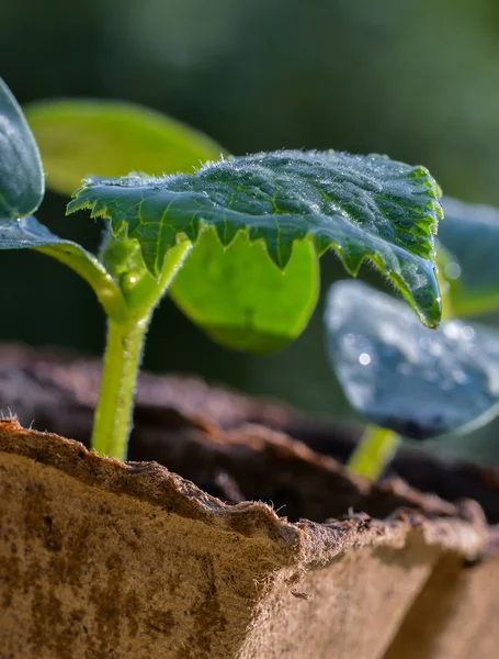 Sluitingen van jonge spruitjes — Stockfoto