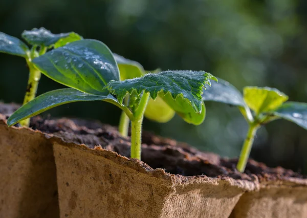 Sluitingen van jonge spruitjes — Stockfoto