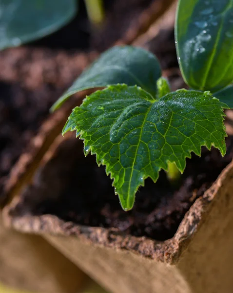 Sluitingen van jonge spruitjes — Stockfoto