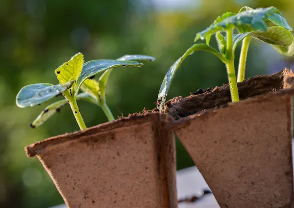 Sluitingen van jonge spruitjes — Stockfoto