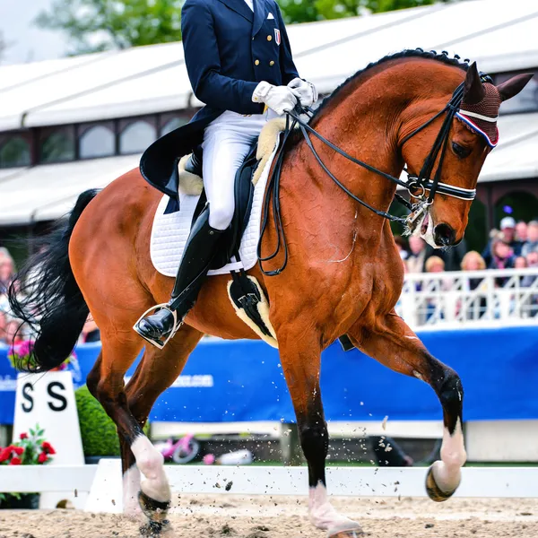 Cavalo de curativo e cavaleiro - trote recolhido — Fotografia de Stock