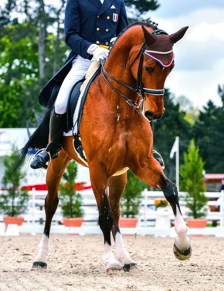 Dressyrhäst och ryttare — Stockfoto