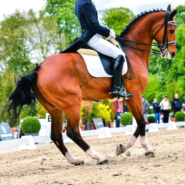 Dressage horse and rider - pirouette at walk — Stock Photo, Image