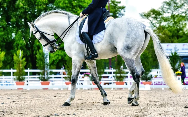 Ló és a nő, Díjlovas — Stock Fotó