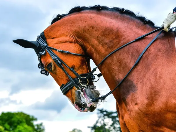 Head of dressage horse and rider — Stock Photo, Image