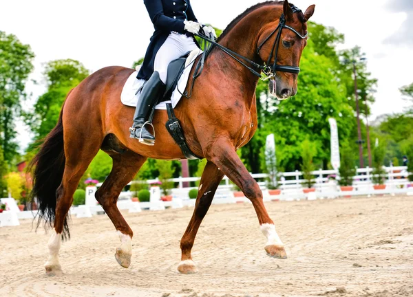 Drezúra koně a jezdce - delší klus — Stock fotografie