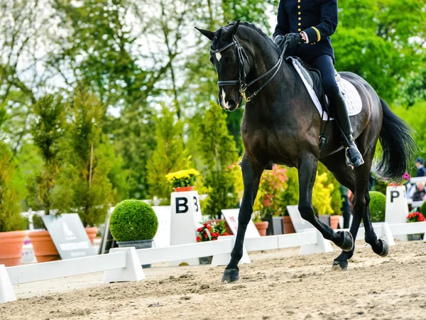 Military rider on dressage competition — Stock Photo, Image