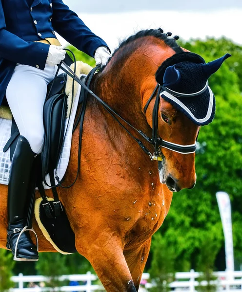 Head of dressage horse and rider — Stock Photo, Image