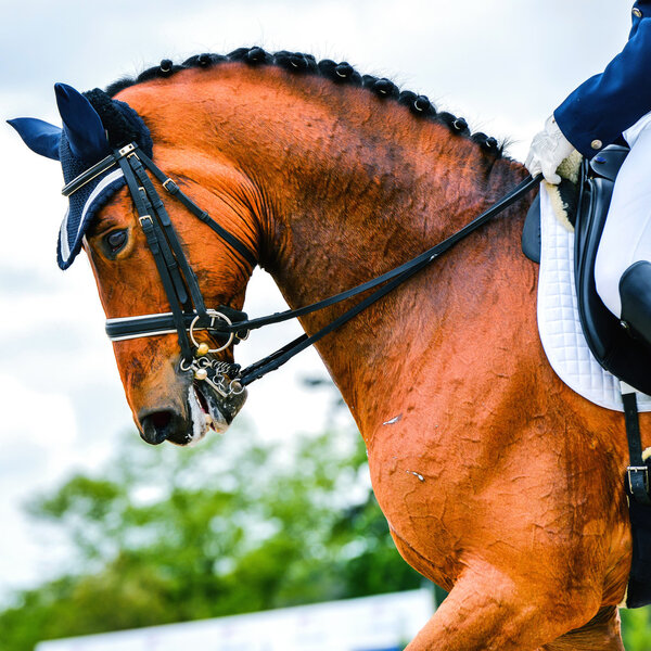 head of dressage horse and rider