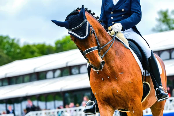 Cheval de dressage et cavalier — Photo