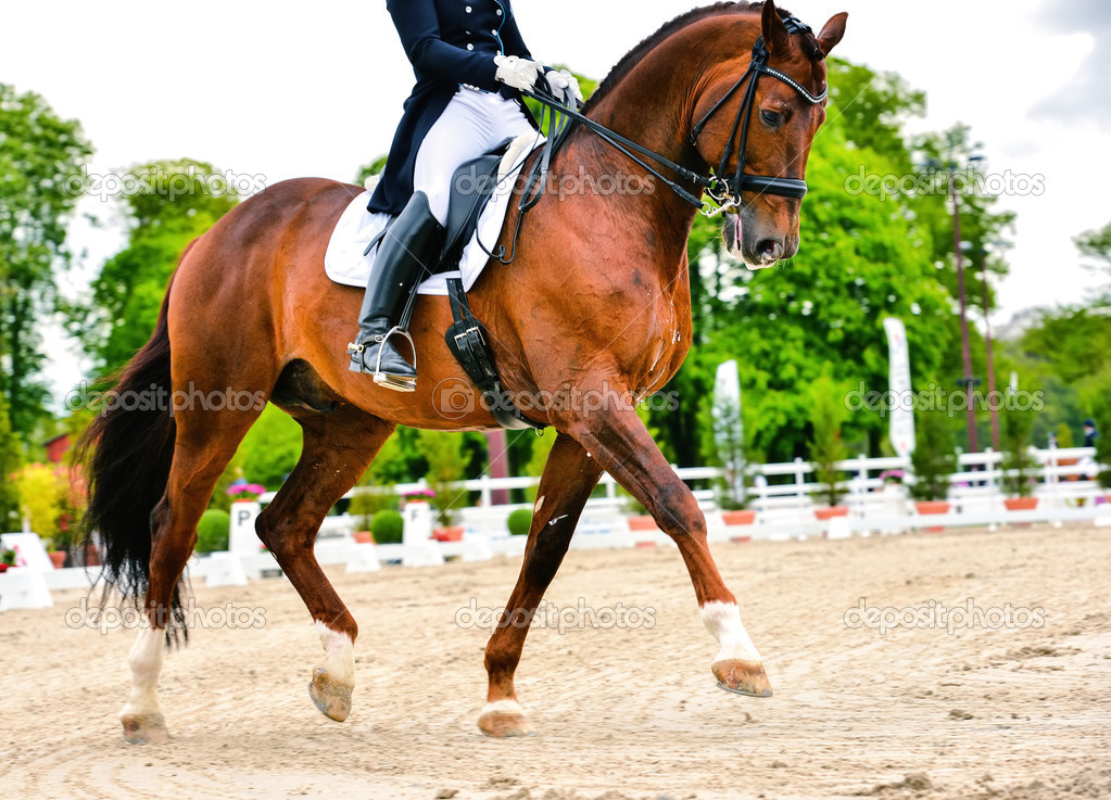 dressage horse and rider - extended trot