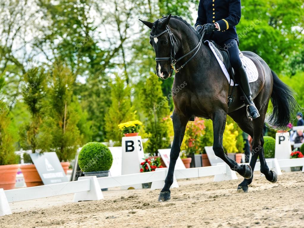  military rider on dressage competition