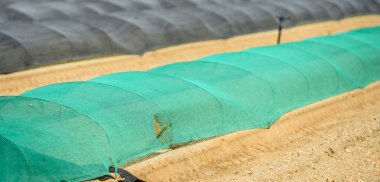 sera büyüyen meyve ve sebzeler