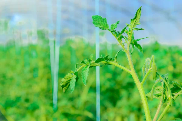 Invernadero para el cultivo de tomates verdes — Foto de Stock