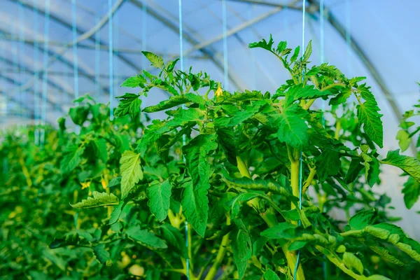 Invernadero para el cultivo de tomates verdes — Foto de Stock