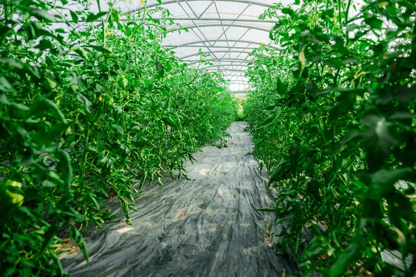Yeşil domates yetiştirmek için sera — Stok fotoğraf