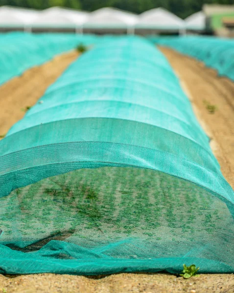 Greenhouse for growing fruit and vegetables — Stock Photo, Image