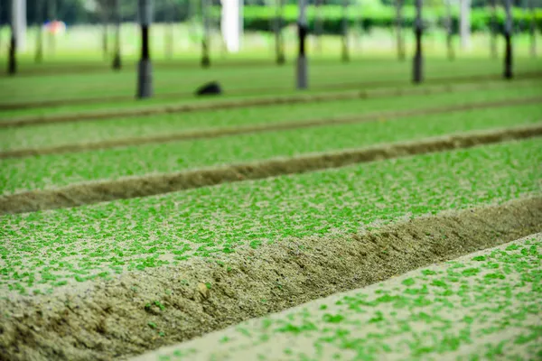 Greenhouse Incubator of the salad chews — Stock Photo, Image