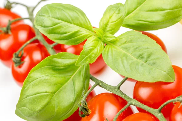Cherry tomatoes on the vine with basil — Stock Photo, Image