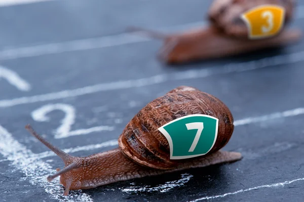 The winner snail crosses the finish line — Stock Photo, Image