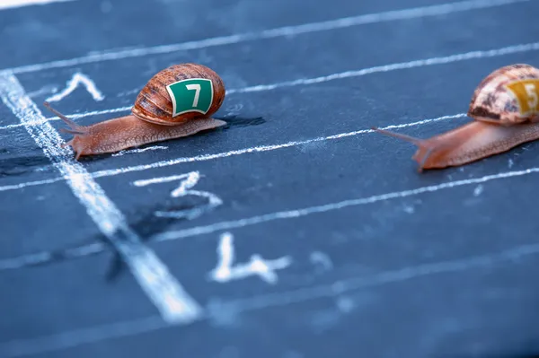 Finish of racing snails — Stock Photo, Image