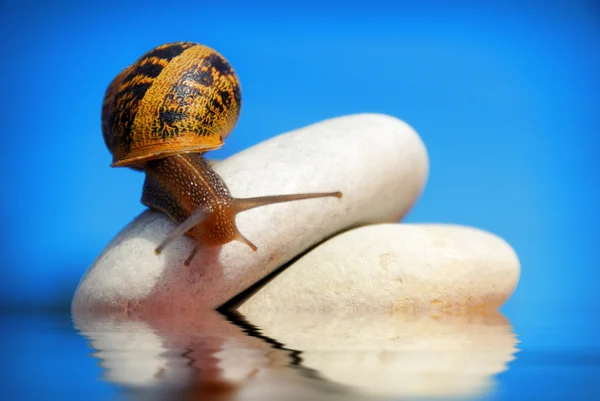 在一堆鹅卵石上的蜗牛 — 图库照片