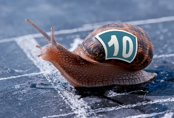 Snail crosses the finish line as winner — Stock Photo, Image