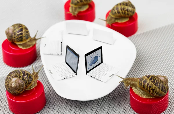 snail business meeting metaphor