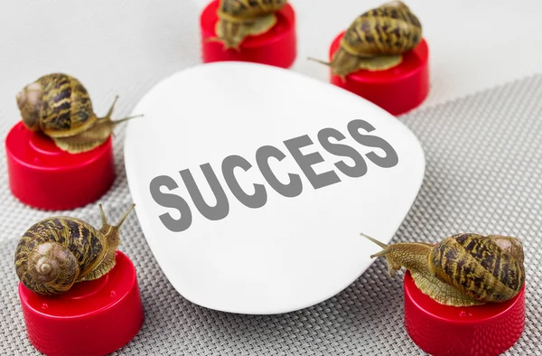 Snail business meeting metaphor — Stock Photo, Image