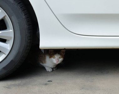 Kapalı otoparkta arabanın altında saklanan sevimli bir kedi kameraya bakıyor. 