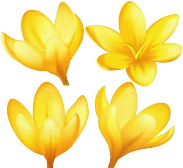 Sarı çiğdemler vektör