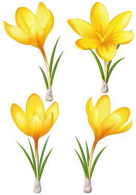 Sarı çiğdemler kümesi