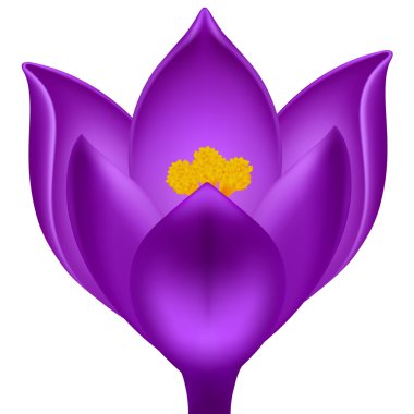 Vector purple Çiğdem