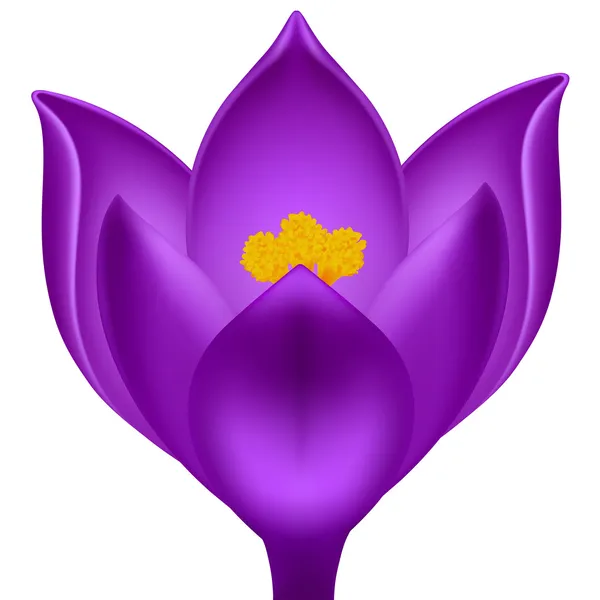 Vector purple crocus — Stock Vector