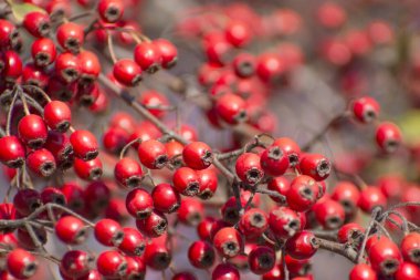 Sonbahar arka planında olgun dikenli meyveler var. Çok kırmızı böğürtlen. Vitamin içecekleri için hammadde.
