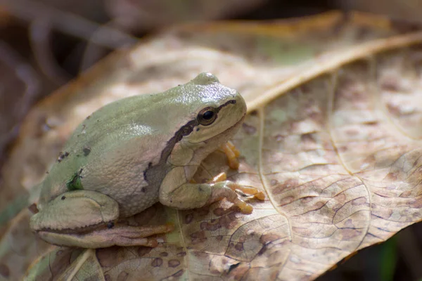 개구리 Hyla Artrerea 가을철에 대형동물의 — 스톡 사진
