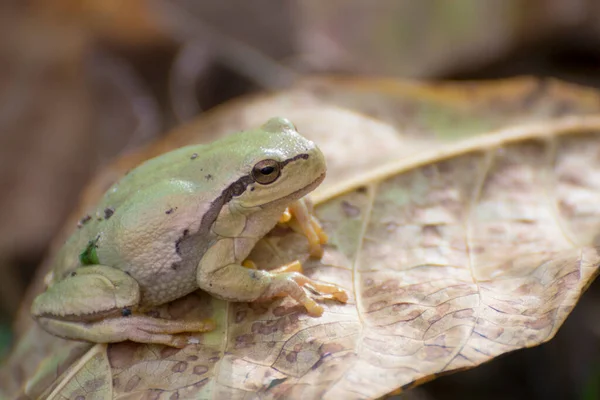 개구리 Hyla Arretrea 대형동물의 — 스톡 사진