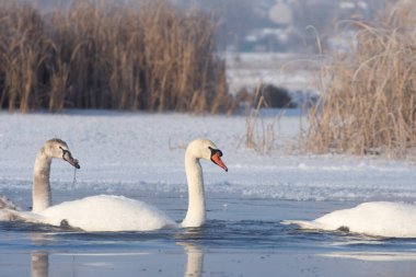 Kışın kuğular. Bir beyaz kuş sürüsü (Cygnus olor) dondurucu nehir boyunca yüzer. Soğuk hava.