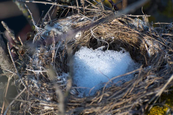 Nest Bird Snow Branches Tree — Stockfoto