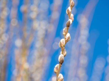 Willow twigs, known as pussy-willow, with catkins on a blue sky background. Blooming willow branches in spring. Warm tones, copy place, blurred.
