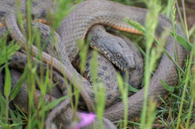 Otların arasında yaygın bir yılan (Natrix natrix). Sürüngenlerin çiftleşme zamanı ilkbaharda çayırda.