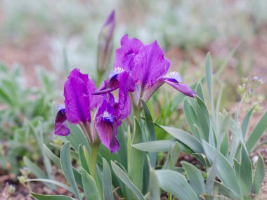 Çiçek açan menekşe süsen çiçekleri duvar kağıdı (Iris pumila). Baharda çiçek tarhında yabani çiçekler.