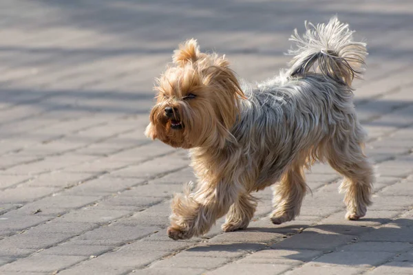 Angry Yorkshire Terrier Court Vers Animaux Enragés — Photo
