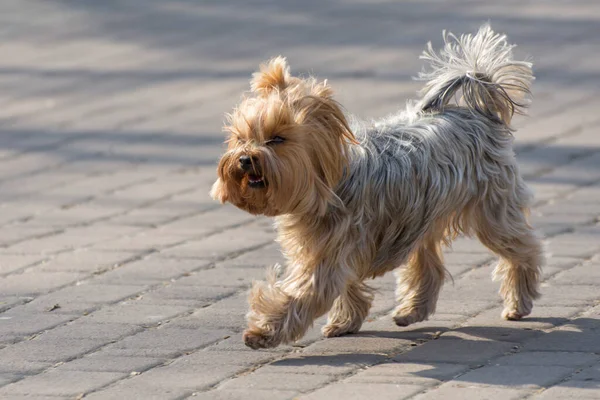 Enojado Yorkshire Terrier Corre Hacia Animales Rabiosos — Foto de Stock