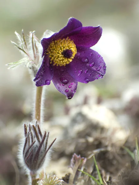 Pasqueflowers Lub Lilia Skalna Krokus Preriowy Pateny Pulsatilla Kwitną Naturze — Zdjęcie stockowe